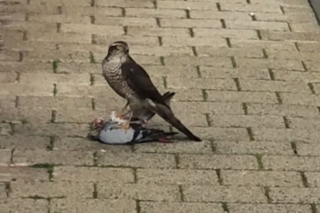 Neobičan prizor u centru Vodica: Ptica grabljivica u lovu usred bijela dana